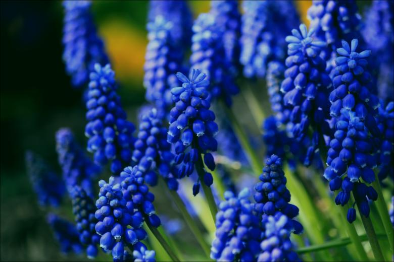Free stock image of Muscari created by Pixabay