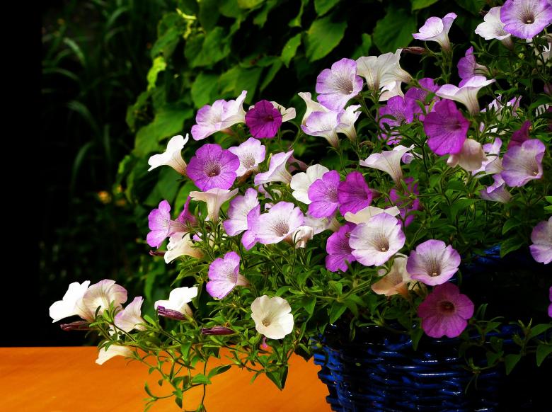 Free stock image of Petunia created by Pixabay