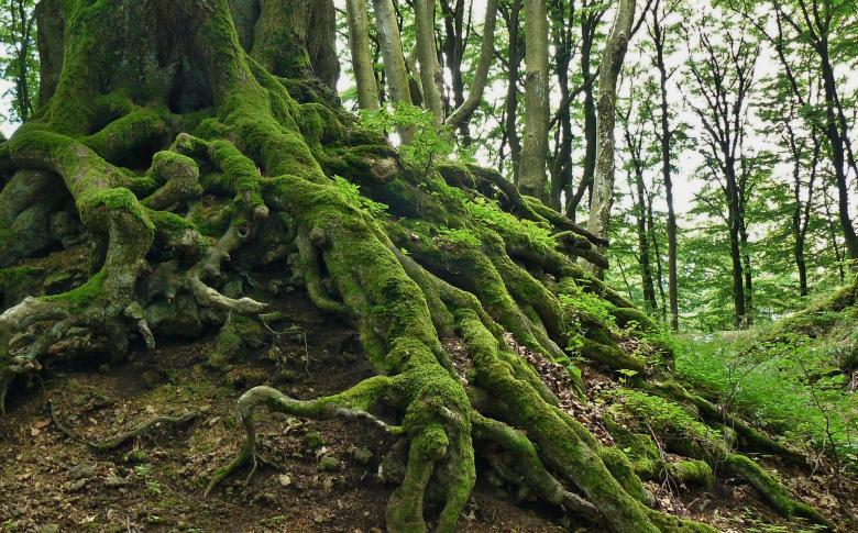 Free stock image of Roots created by Pixabay
