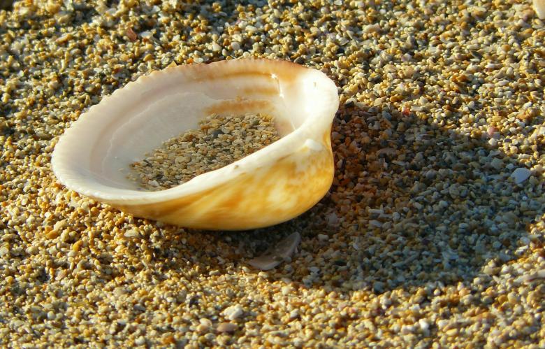 Free stock image of Shell created by Pixabay