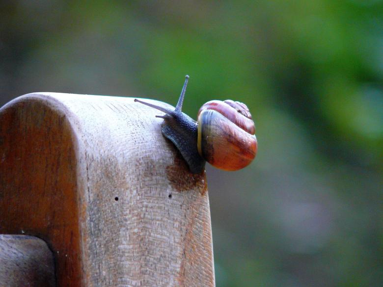Free stock image of Snail created by Pixabay