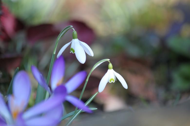 Free stock image of Garden created by Pixabay