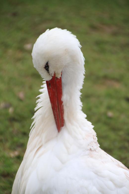 Free stock image of Stork created by Pixabay