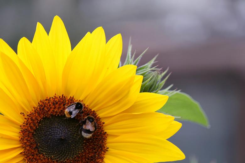 Free stock image of Sunflower created by Pixabay