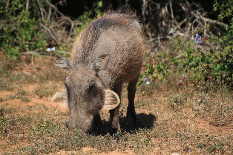 Free stock image of Warthog created by Pixabay
