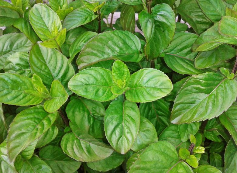 Free stock image of Plants created by Pixabay