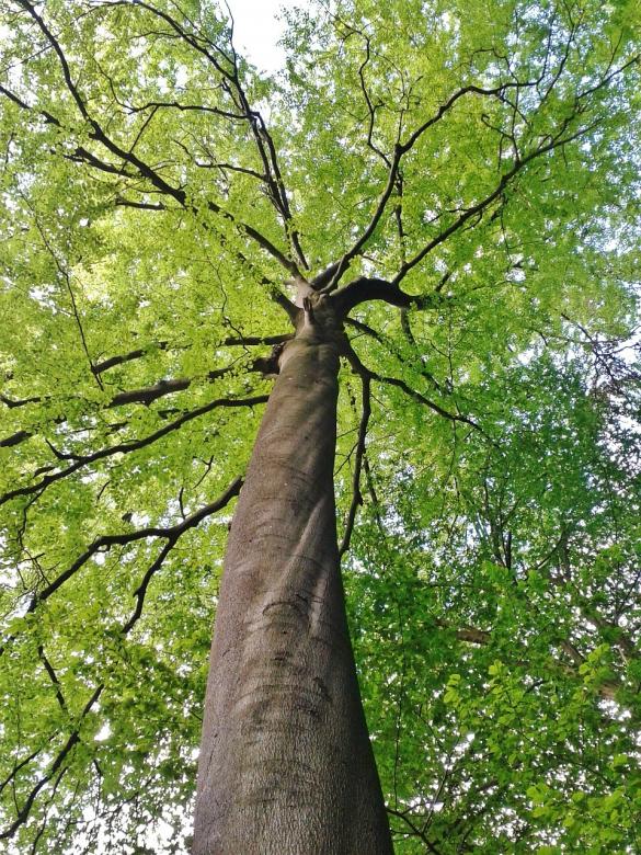 Free stock image of Tree created by Pixabay