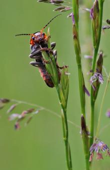 Insect - Free Stock Photo