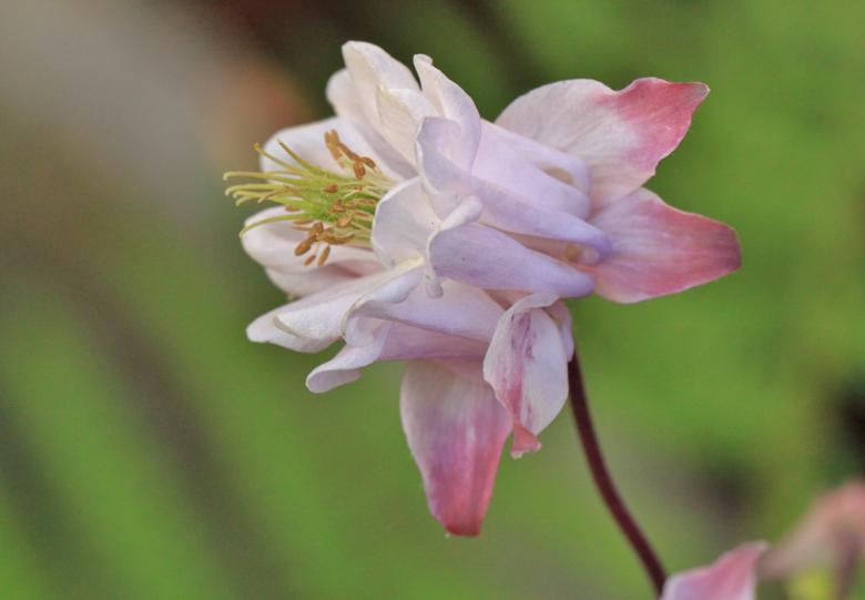 Free stock image of Flower created by Pixabay