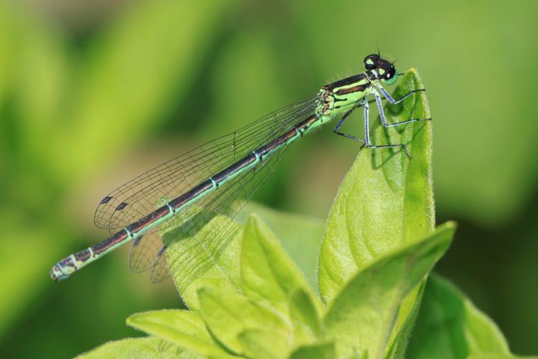 Free stock image of Dragonfly on Plant created by Pixabay