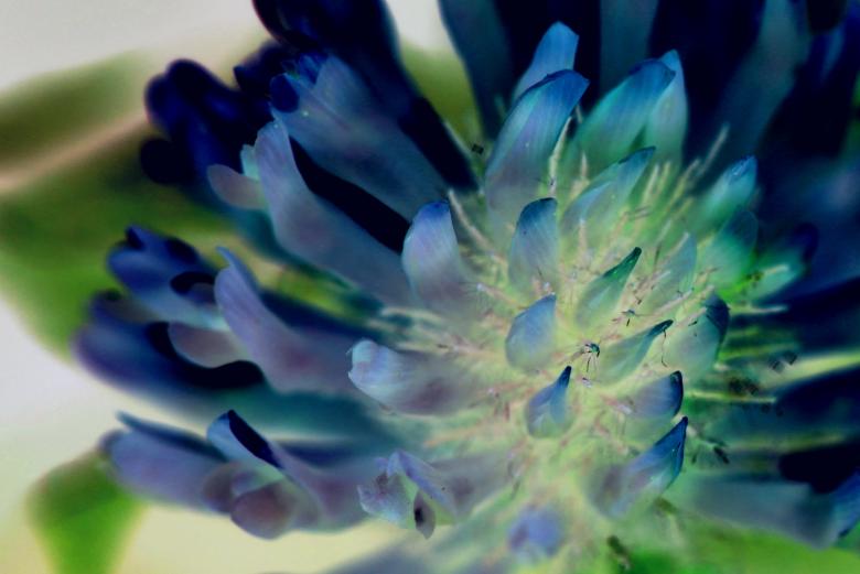 Free stock image of Flower created by Pixabay