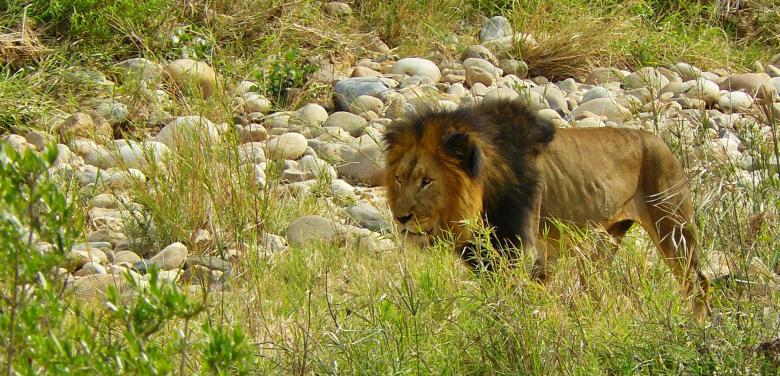 Free stock image of Lion created by Pixabay