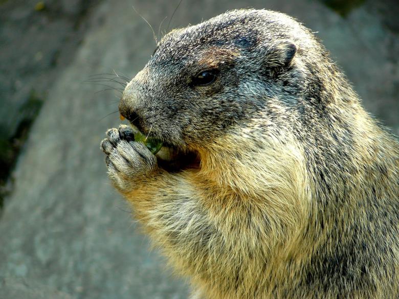 Free stock image of Marmot created by Pixabay