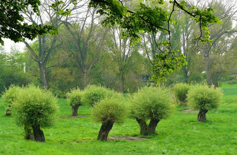 Free stock image of Nature created by Pixabay