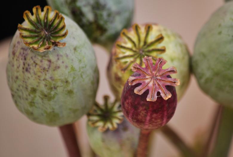 Free stock image of Flower created by Pixabay