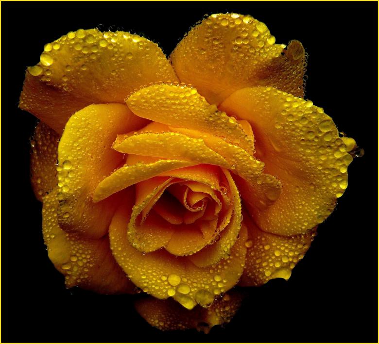 Free stock image of Flower created by Pixabay