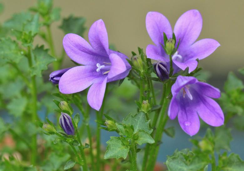 Free stock image of Bellflower created by Pixabay