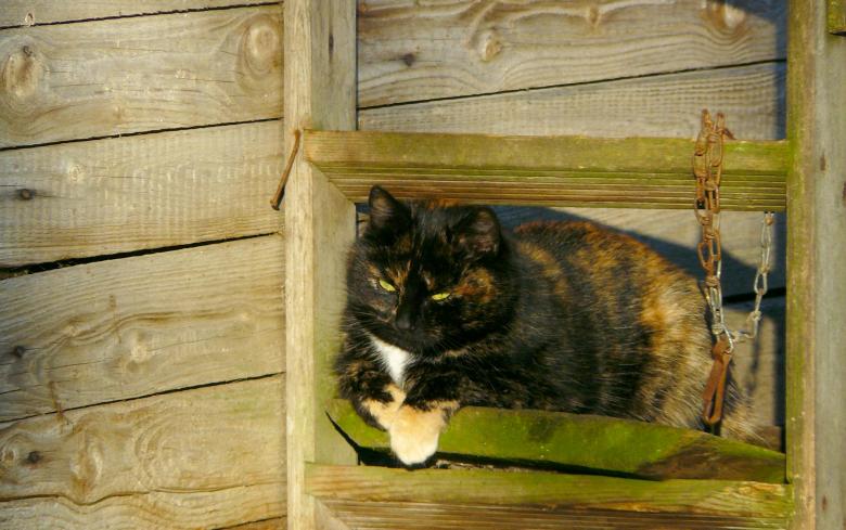 Free stock image of Cat created by Pixabay