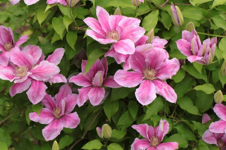 Free stock image of Clematis created by Pixabay
