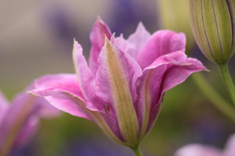 Free stock image of Flowers created by Pixabay