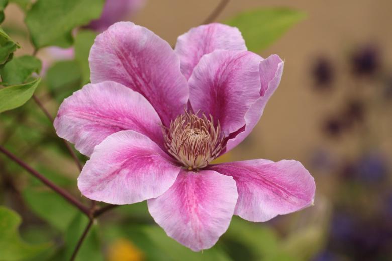 Free stock image of Clematis created by Pixabay