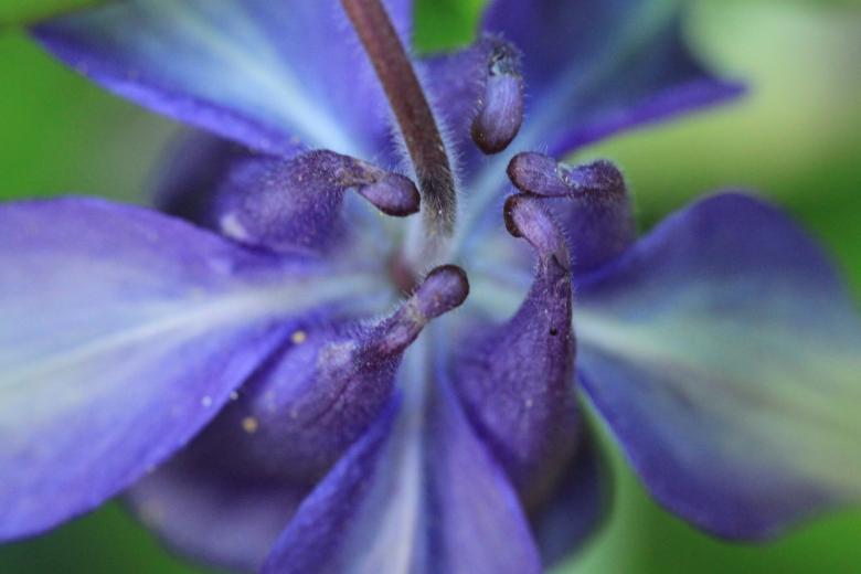 Free stock image of Columbine created by Pixabay