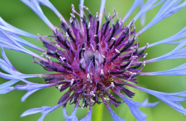 Free stock image of Cornflower created by Pixabay