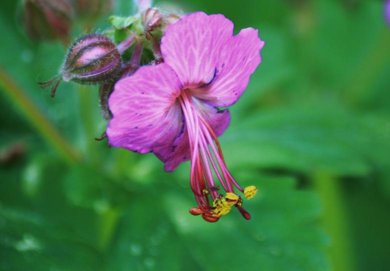Free stock image of Cranesbill created by Pixabay