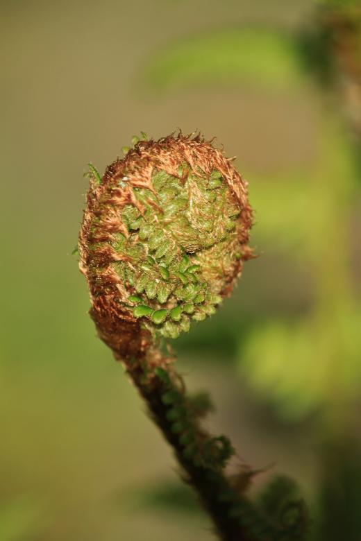 Free stock image of Fern created by Pixabay
