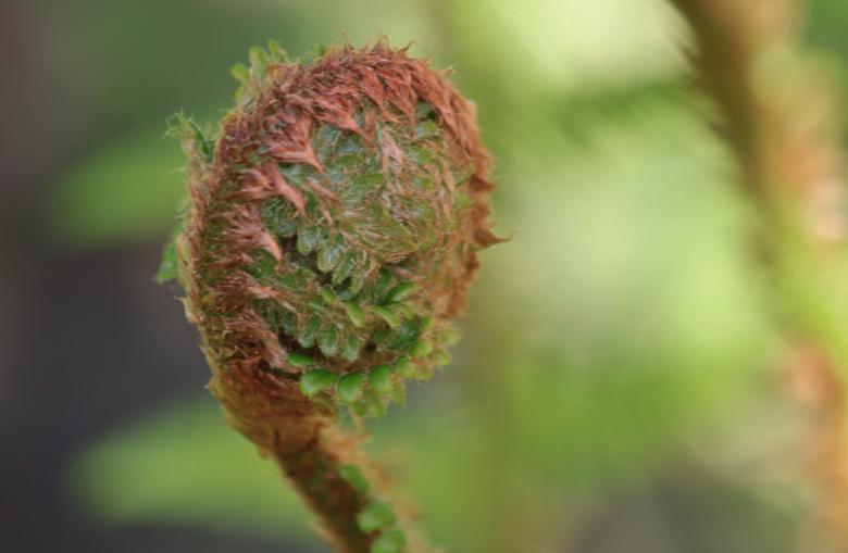 Free stock image of Fern created by Pixabay