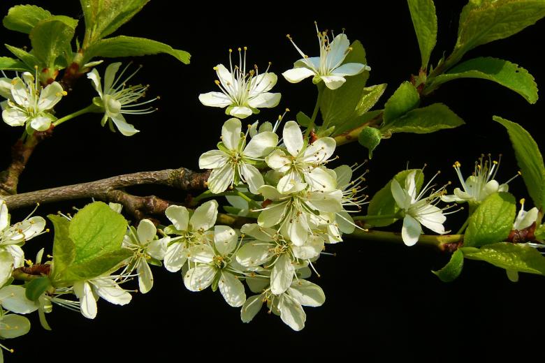Free stock image of Flowering Twig created by Pixabay
