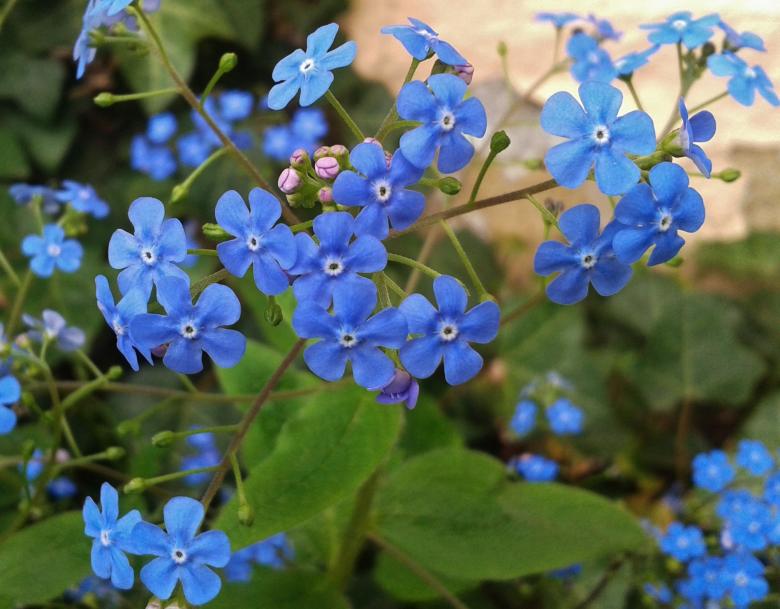 Free stock image of Blue Flowers created by Pixabay