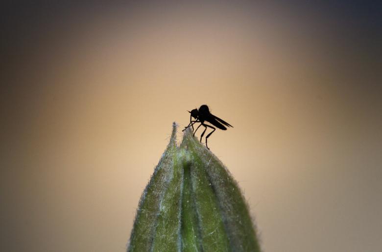 Free stock image of Fly created by Pixabay