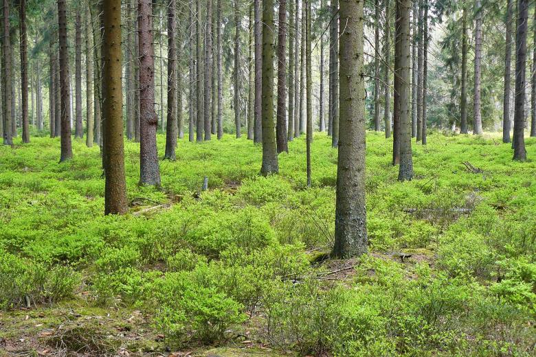 Free stock image of Forest  created by Pixabay