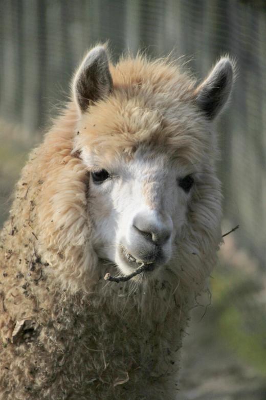 Free stock image of Lama created by Pixabay