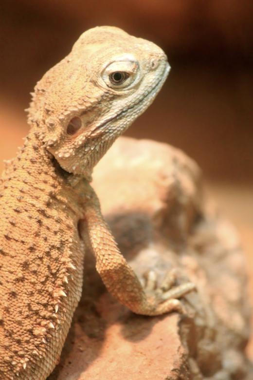 Free stock image of Lizard created by Pixabay