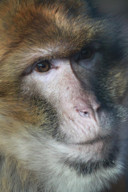 Free stock image of Monkey created by Pixabay