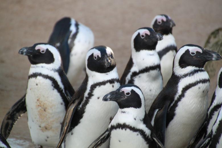 Free stock image of Penguins created by Pixabay