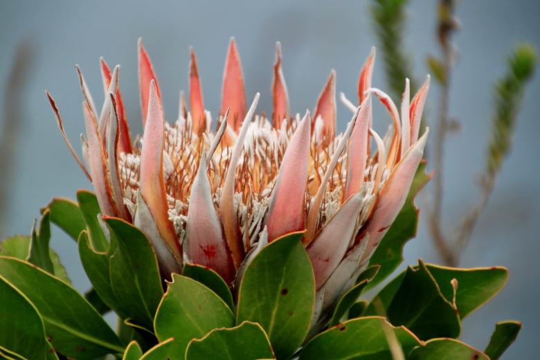 Free stock image of Protea created by Pixabay