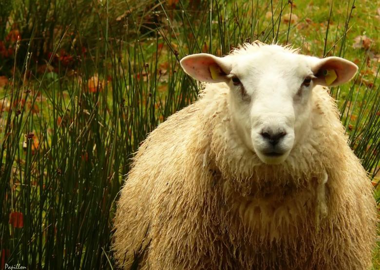 Free stock image of Sheep created by Pixabay