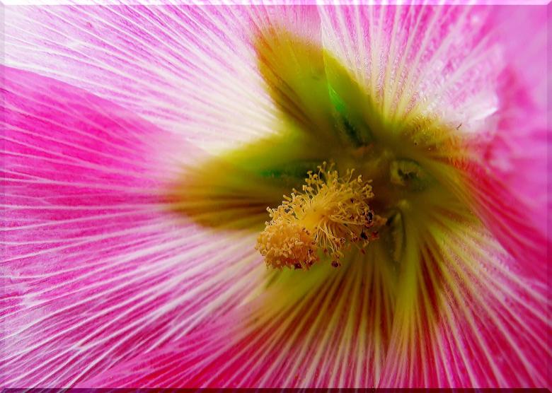 Free stock image of Stock Rose created by Pixabay