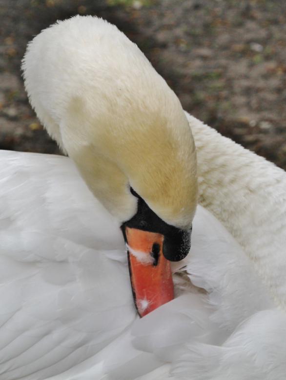 Free stock image of Swan created by Pixabay