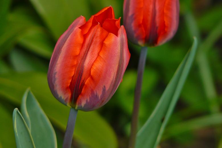 Free stock image of Tulips created by Pixabay