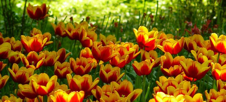 Free stock image of Tulips created by Pixabay