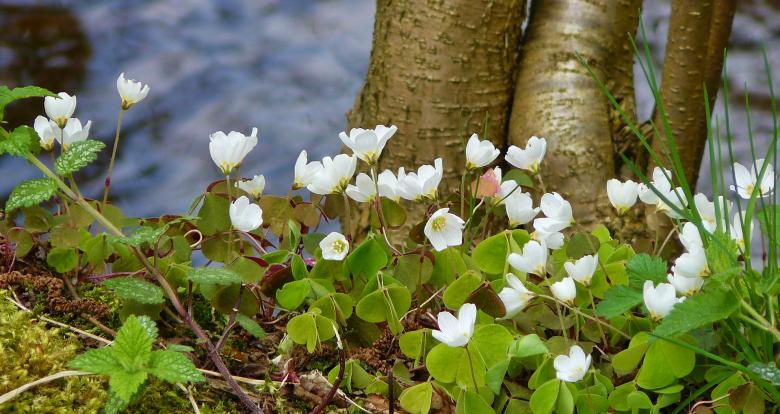 Free stock image of Flowers created by Pixabay