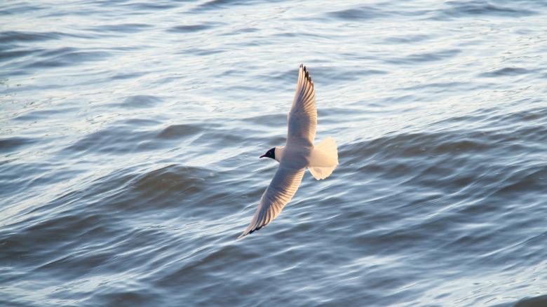 Free stock image of Seagull Flying over the Ocean created by Mark Timberlake