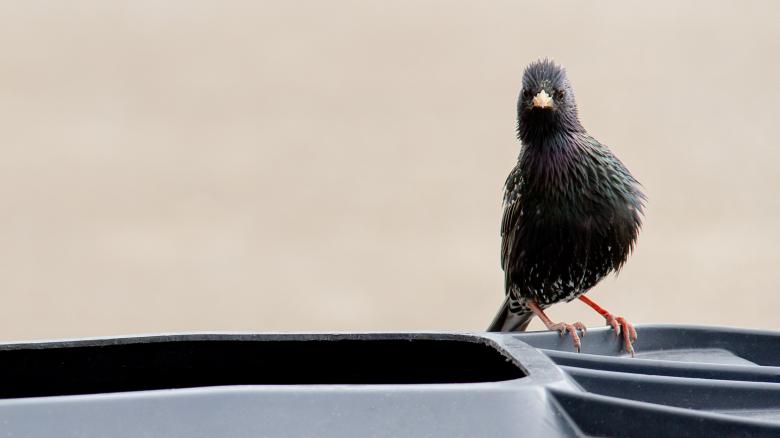Free stock image of Black Bird Staring created by Mark Timberlake