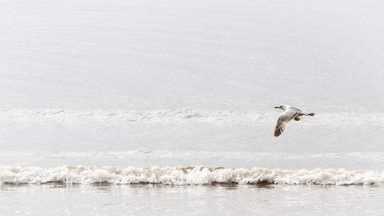 Free stock image of Sea Gull created by Mark Timberlake