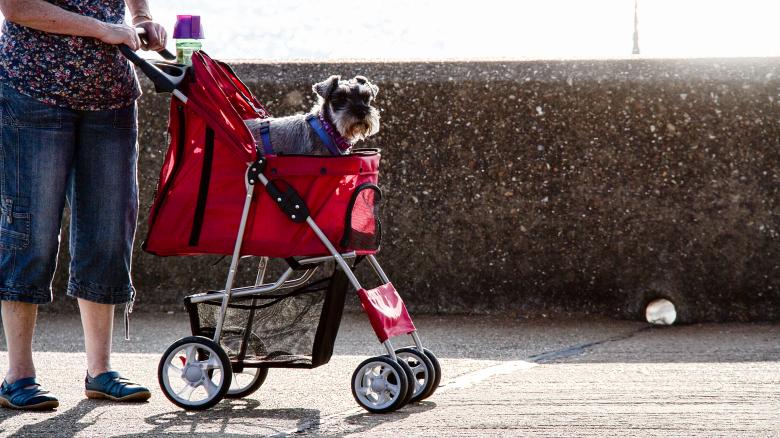 Free stock image of Giving Ride to Dog created by Mark Timberlake