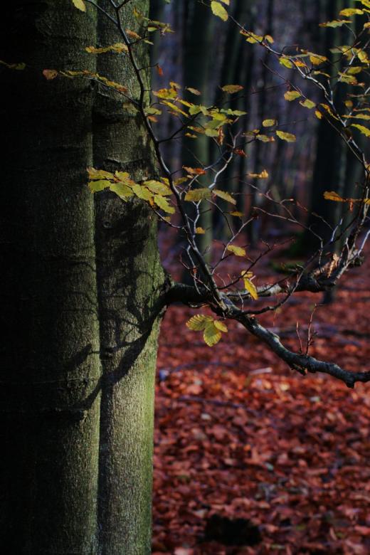 Free stock image of Forest created by Pixabay